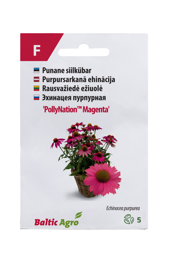 Siilkübar roosa ‘PollyNation Magenta’